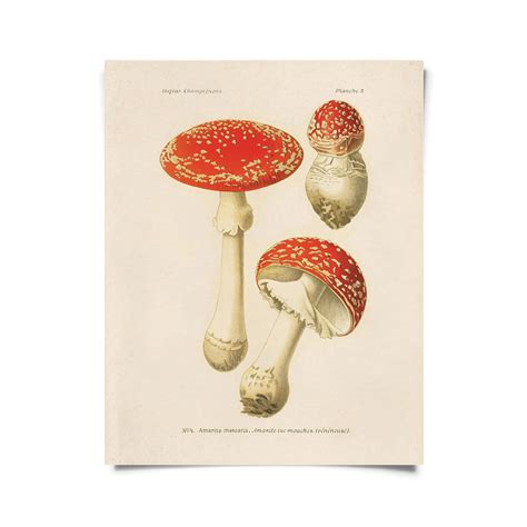 Vintage Botanical Magic Mushroom Print W Optional Frame