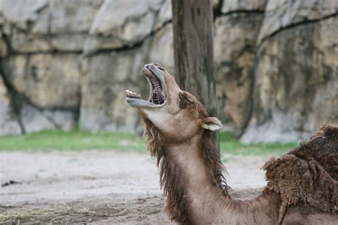 Best Camel Teeth Stock Photos, Pictures & Royalty-Free Images - iStock