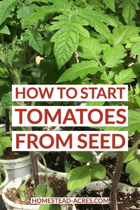 Planting Tomato Seeds How To Start Tomato Plants From Seed In 2024