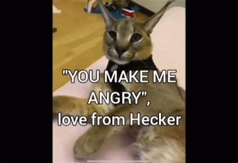 Hecker Beluga Heckler GIF - Hecker Beluga Heckler - Discover & Share GIFs