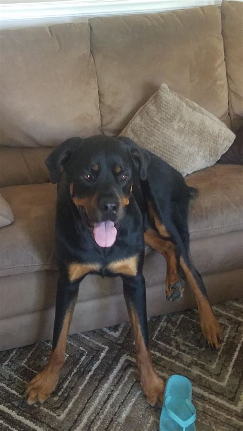 This Is Kuma Kuma Is Not Good At Couch R Rottweiler