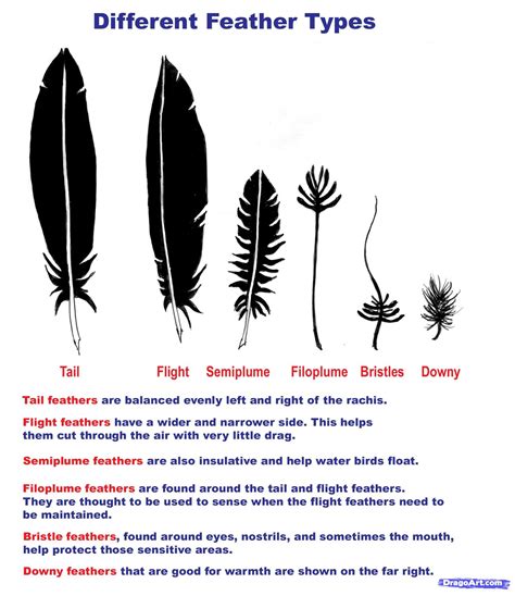 Types Of Feathers Feathers Different Types Of Feathers, 57% OFF