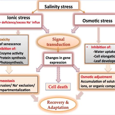 Diagrammatic Representation Of The Recovery Adaptation Mechanism