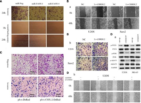 Frontiers Functional Role Of Microrna Pi K Akt Axis In Osteosarcoma