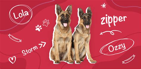 220 German Shepherd Names That Reflect Their Personality | The Vets Blog