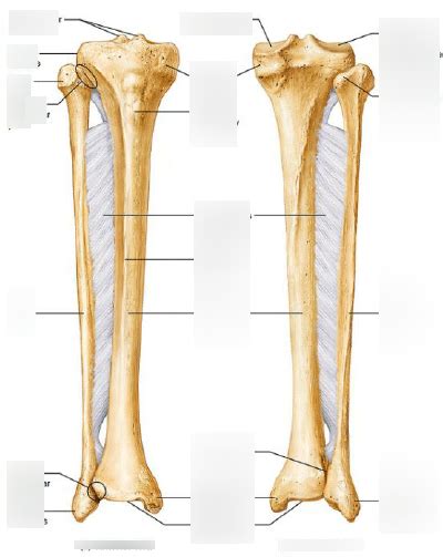 Unit Bony Landmarks Of Fibula And Tibia Diagram Quizlet