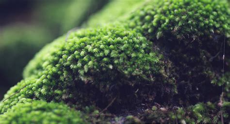 Java Moss 101: How To Grow, Care For & Propagate It