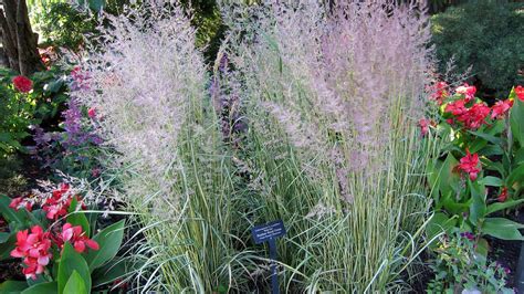 Calamagrostis X Acutifolia Eldorado Pépinière Cramer Inc