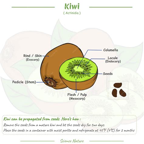 Premium Vector | A diagram of a kiwi fruit with the names of the seeds