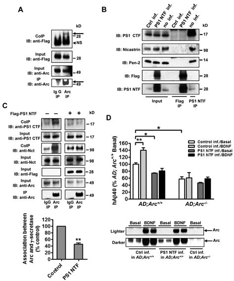 Interruption Of Arc Binding To γ Secretase Prevents Activity Dependent