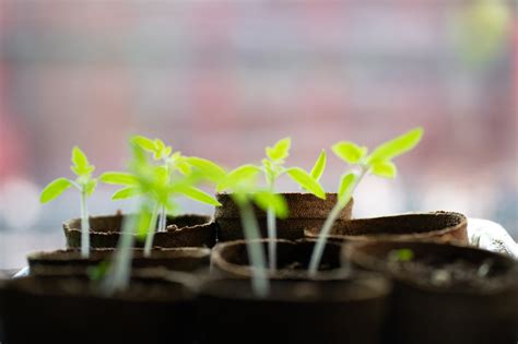 How to Use a Seedling Heat Mat for Plants - Green Home Gnome