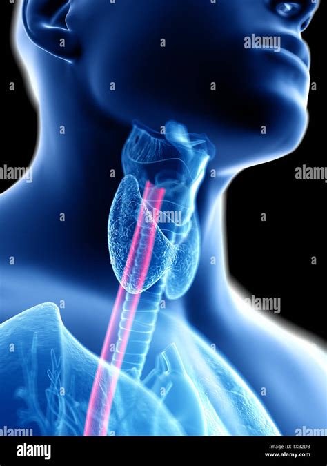 3d Rendered Medically Accurate Illustration Of A Mans Esophagus Stock