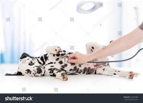 Dog Examination By Veterinary Doctor Stethoscope Stock Photo Edit Now