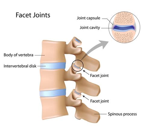 560 Anatomy Facet Joint Images, Stock Photos, 3D objects, & Vectors ...