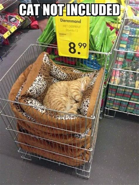 Orange Tabbies •• Cat Not Included Funny Animals Funny Cat Memes