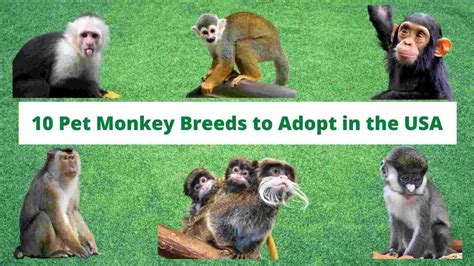 Small Monkey Breeds