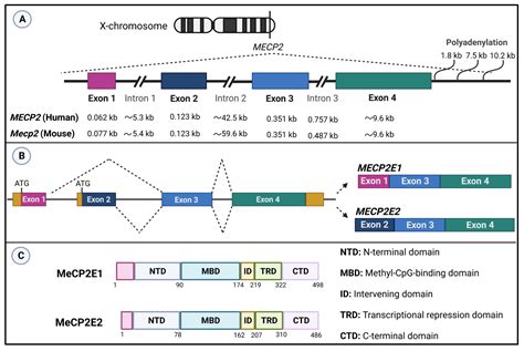 Ijms Free Full Text Mecp2 Is An Epigenetic Factor That Links Dna