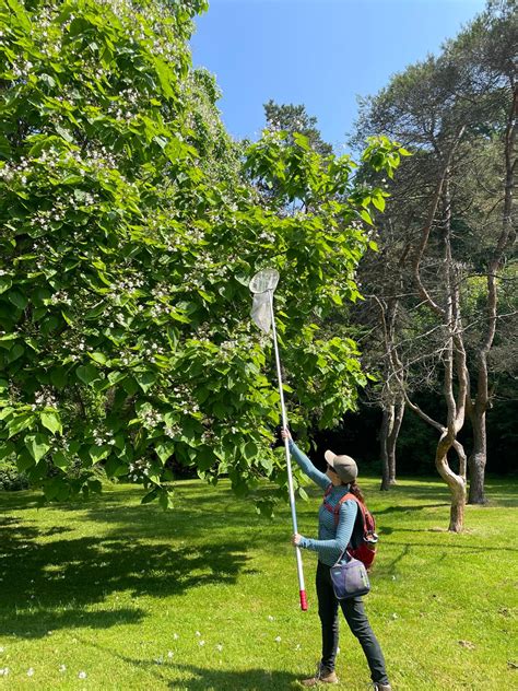 A day in the life of endangered bumble conservation: Carpenter bees are