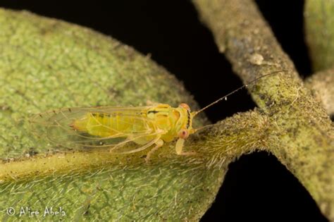 Subfamilia Psyllinae NaturaLista Mexico