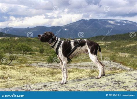 Pointer dog stock photo. Image of trip, hunt, mountains - 58295428