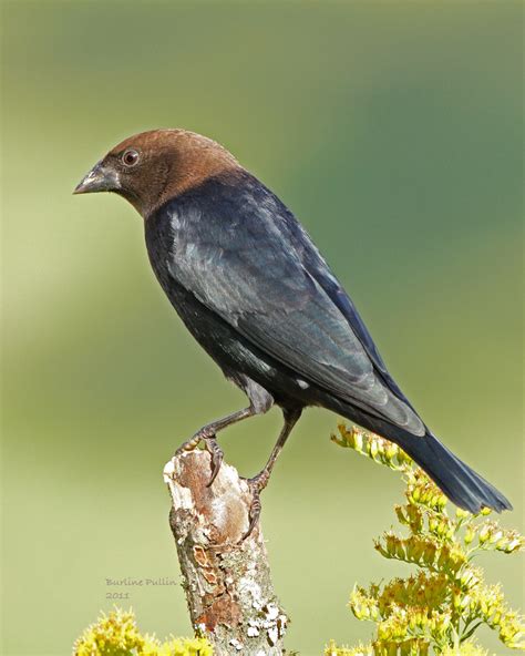 Nestwatch Cowbirds Brown Headed Nestwatch Arquidia Mantina