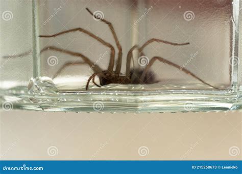 A Caught Big Dark Common House Spider In A Glass Jar In A Residential