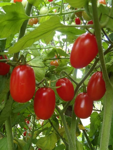 Tomate Raisin Rouge SEMENCES Le Potager Ornemental De Catherine