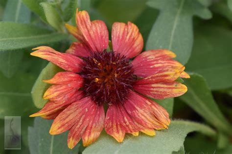 Gaillardia Aristata Arizona Red Shades Vaste Planten De Swaef Bv