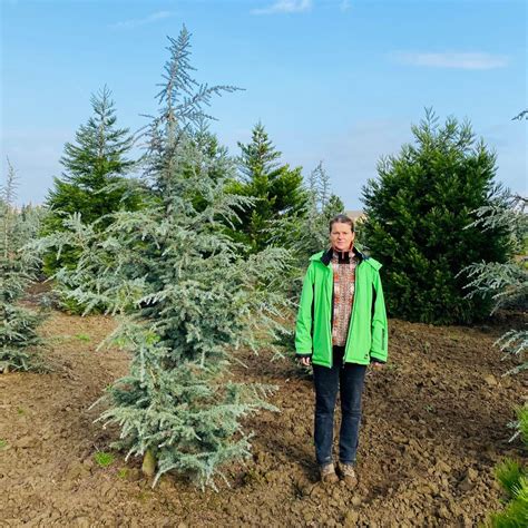 Cedrus Deodara Eisregen Cedr Starkl Zahradn K Spol S R O Stromy