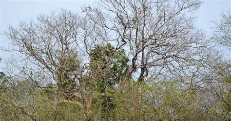 Sécheresse Des Forêts En France Quels Sont Les Arbres Les Plus Touchés