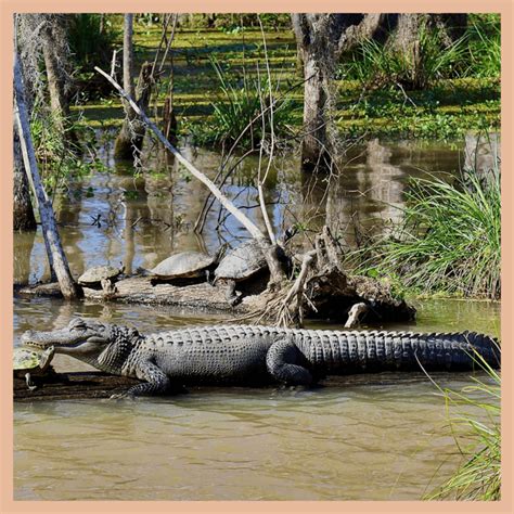 Best Places To See Alligators Around New Orleans