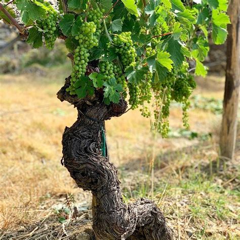 Aspettando La Vendemmia Le Previsioni Ore News