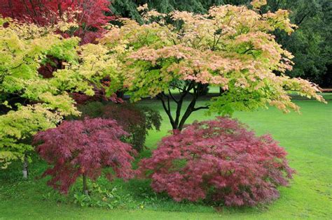 Érable du Japon plantation entretien soin Le Parisien