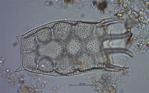 Taxonomy Brachionidae