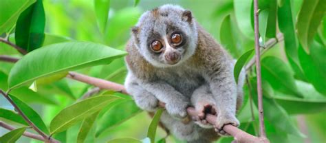 The Bengal Slow Loris | Critter Science