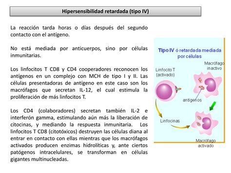 Ppt Inmunología Y Enfermedadd Powerpoint Presentation Free Download