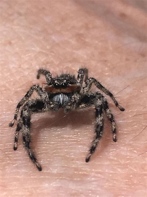 Handsome Male Tan Jumping Spider Platycryptus Undatus Southern