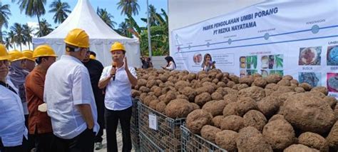 Ada Pabrik Pengolahan Porang Jadi Tepung Glukoman Pertama Di Ntb