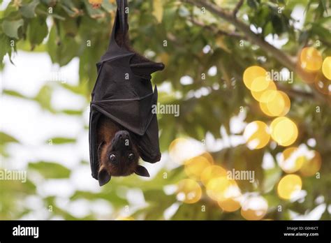 Flying Fox Tree Hi Res Stock Photography And Images Alamy