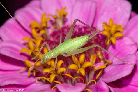 Oecanthus Fultoni Snowy Tree Cricket Oecanthus Fultoni Bugguide