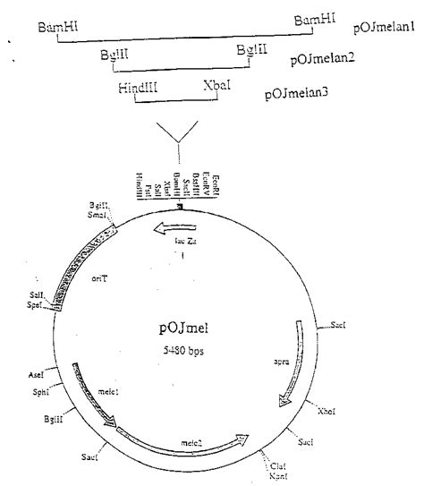 Scheme Of Construction Of Recombinant Plasmids Pojmelan1 Pojmelan2