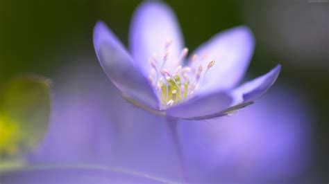 #104706 macro, flowers, Violet, 4k, 5k - Rare Gallery HD Wallpapers