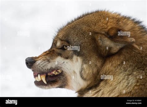 Wolf Head Showing Teeth Hi Res Stock Photography And Images Alamy