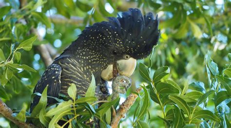 Forest Red-tailed Black-Cockatoo - BirdLife Australia