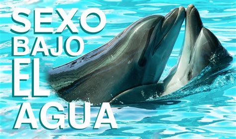 Delfines Sexo Bajo El Agua Unam Global