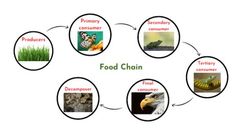 Food chain in ecosystem - sciencequery.com