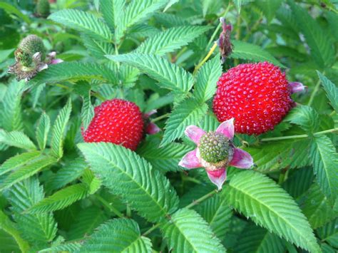 Малина Розолистная Описание Сорта Фото Отзывы – Telegraph