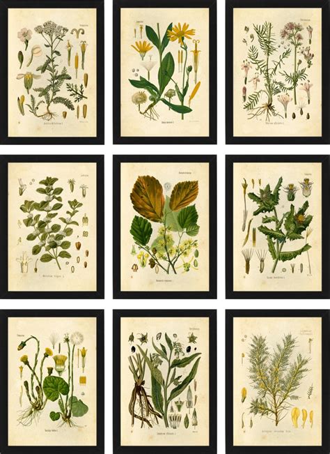 Medicinal Herbs Botanical Prints Set Of 9 5x7 Unframed Etsy