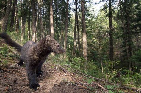 Trail Cam Photos That Reveal Oregon S Hidden Wildlife Oregonlive