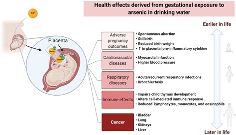 Frontiers Health Effects Associated With Pre And Perinatal Exposure